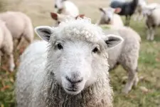 Sheep with her herd