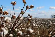 Growing cotton fields in the non-clody weather